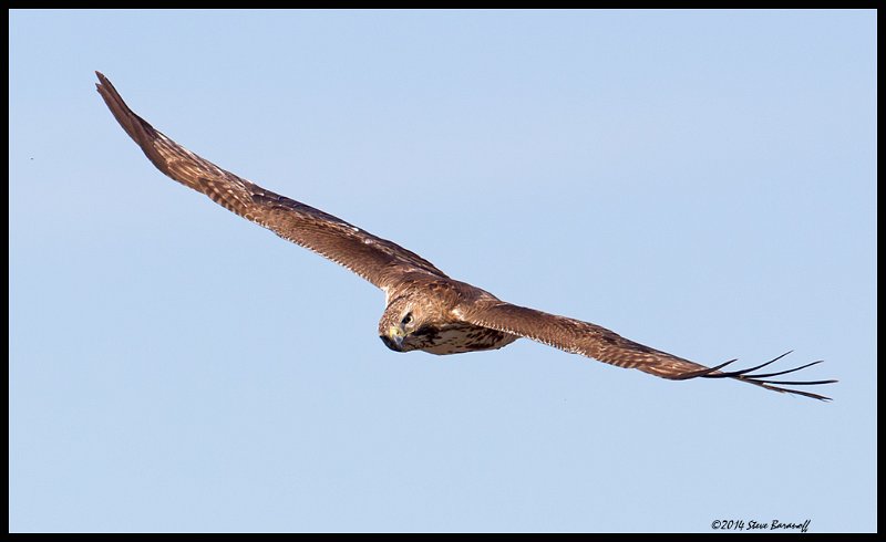 _4SB9701 red-tailed hawk.jpg